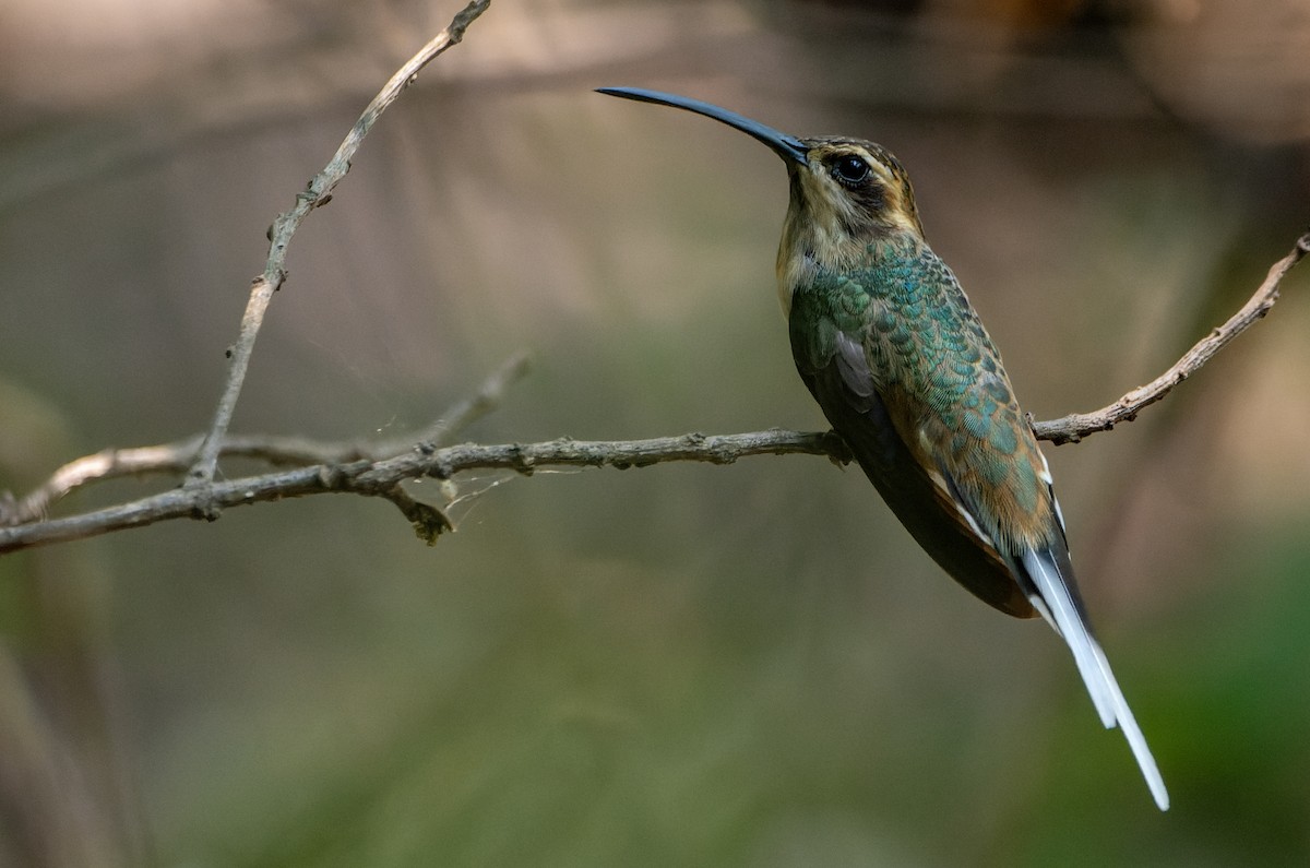 Buff-bellied Hermit - ML644721963
