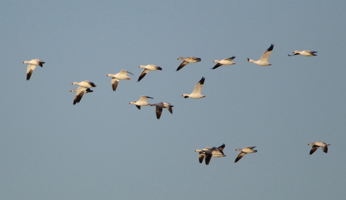 Snow Goose - ML644721964