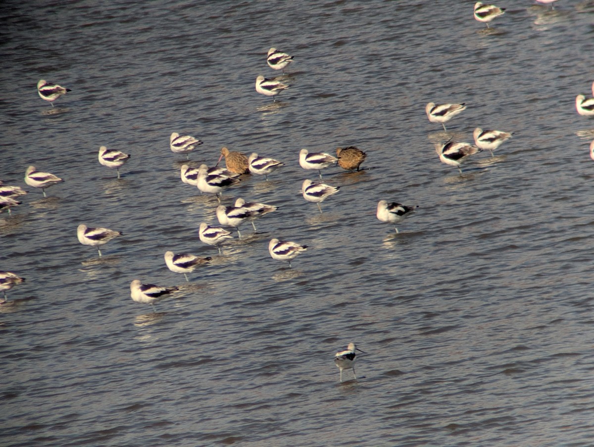 Marbled Godwit - ML644721965