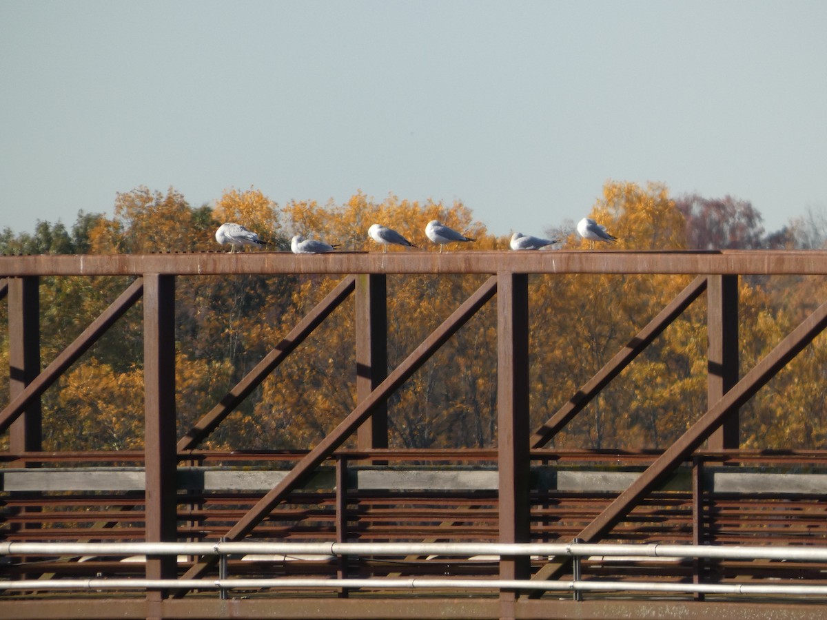 Ring-billed Gull - ML644721966