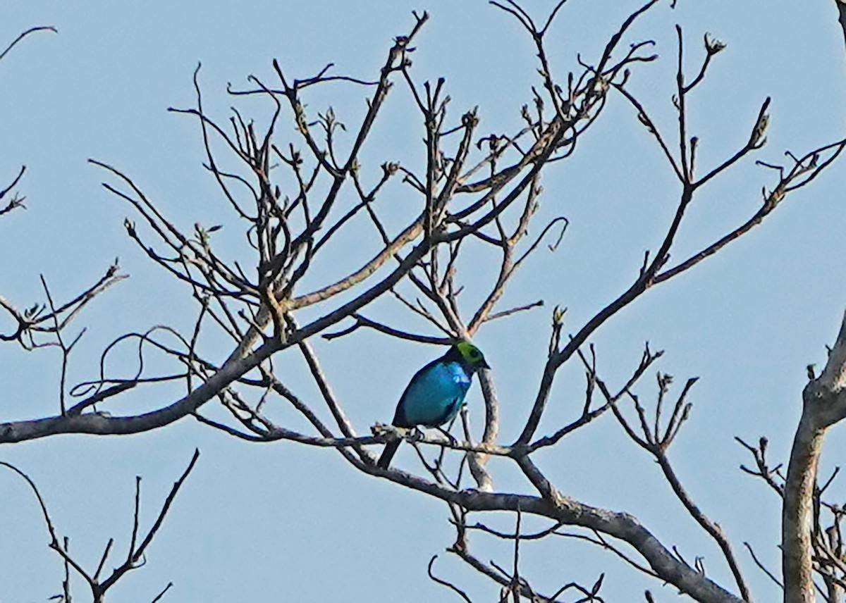 Paradise Tanager - ML644721967