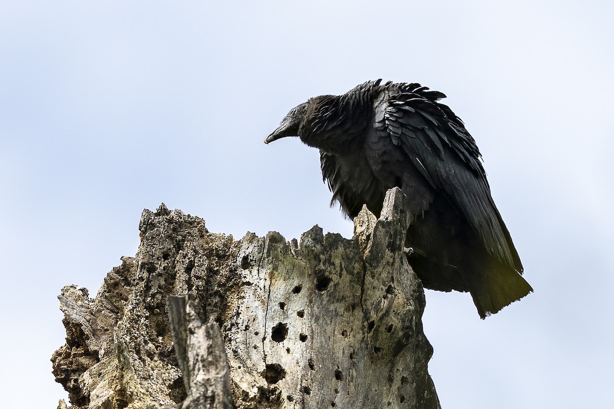 Black Vulture - ML644721968