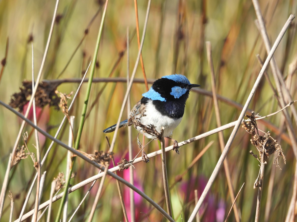 Superb Fairywren - ML644721969