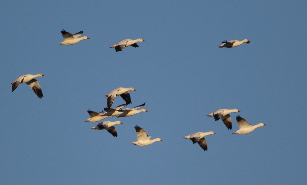 Snow Goose - ML644721970