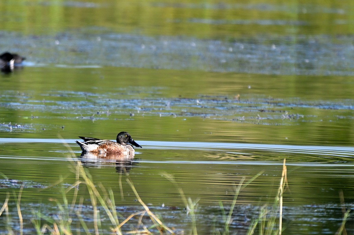 琵嘴鴨 - ML644721971