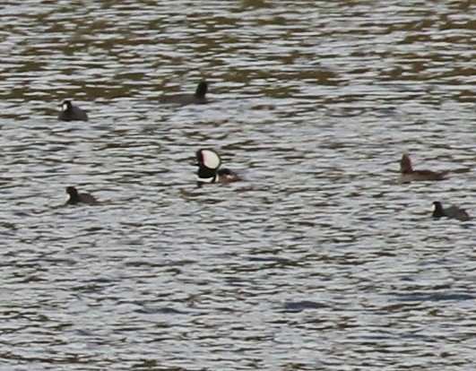 Hooded Merganser - ML644721972
