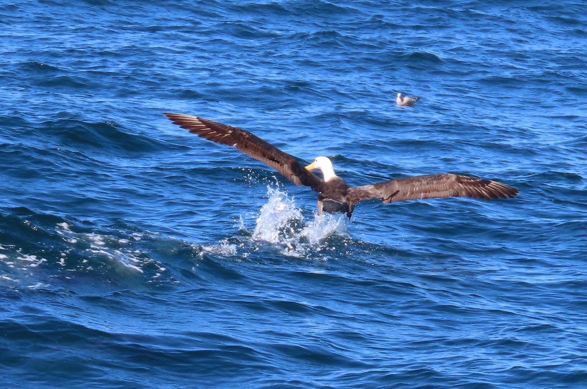 Waved Albatross - ML644721974