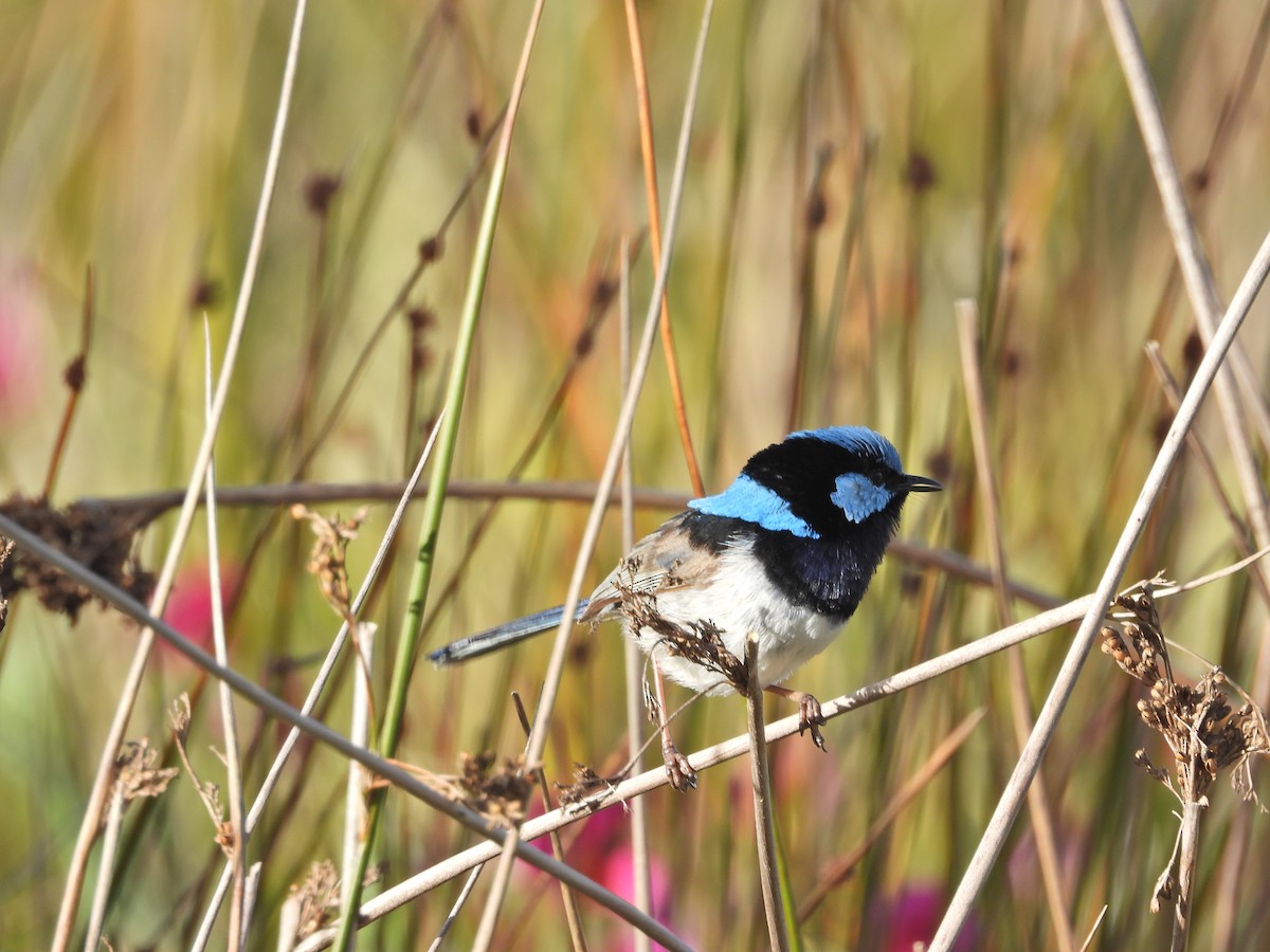 Superb Fairywren - ML644721975