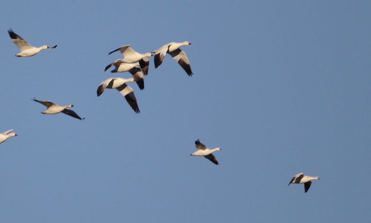 Ross's Goose - ML644721977