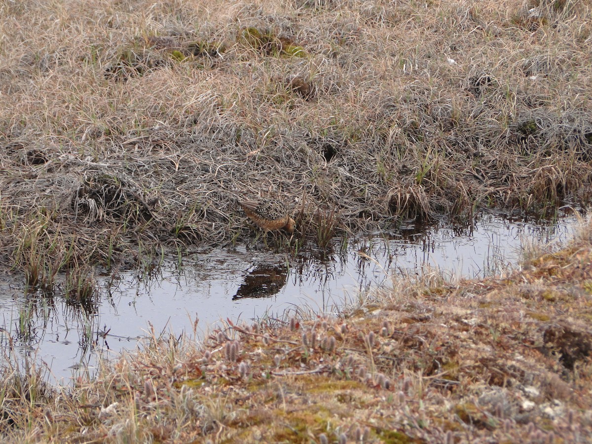 長嘴半蹼鷸 - ML644721978