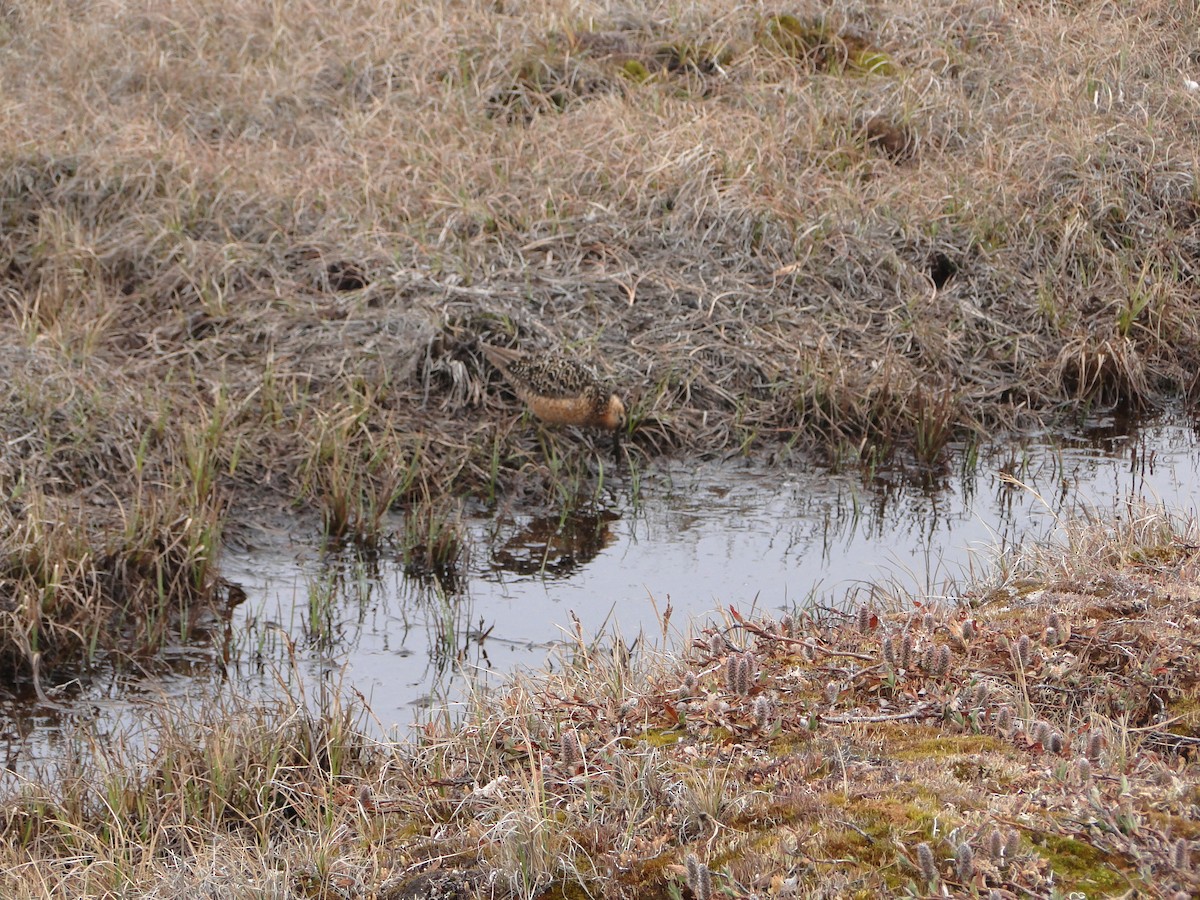 長嘴半蹼鷸 - ML644721979