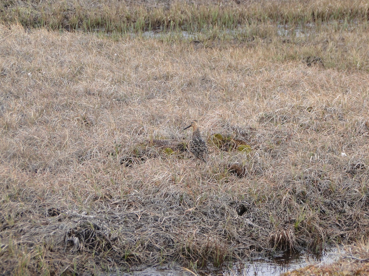 長嘴半蹼鷸 - ML644721980