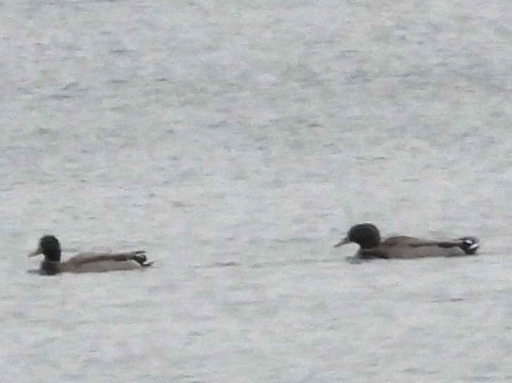 綠頭鴨 - ML644721988