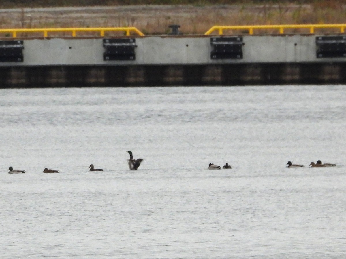 綠頭鴨 - ML644721989