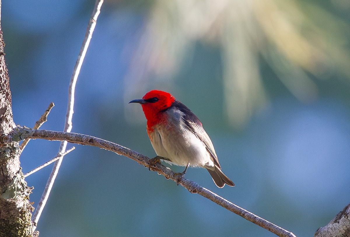 Scarlet Myzomela - ML644721990