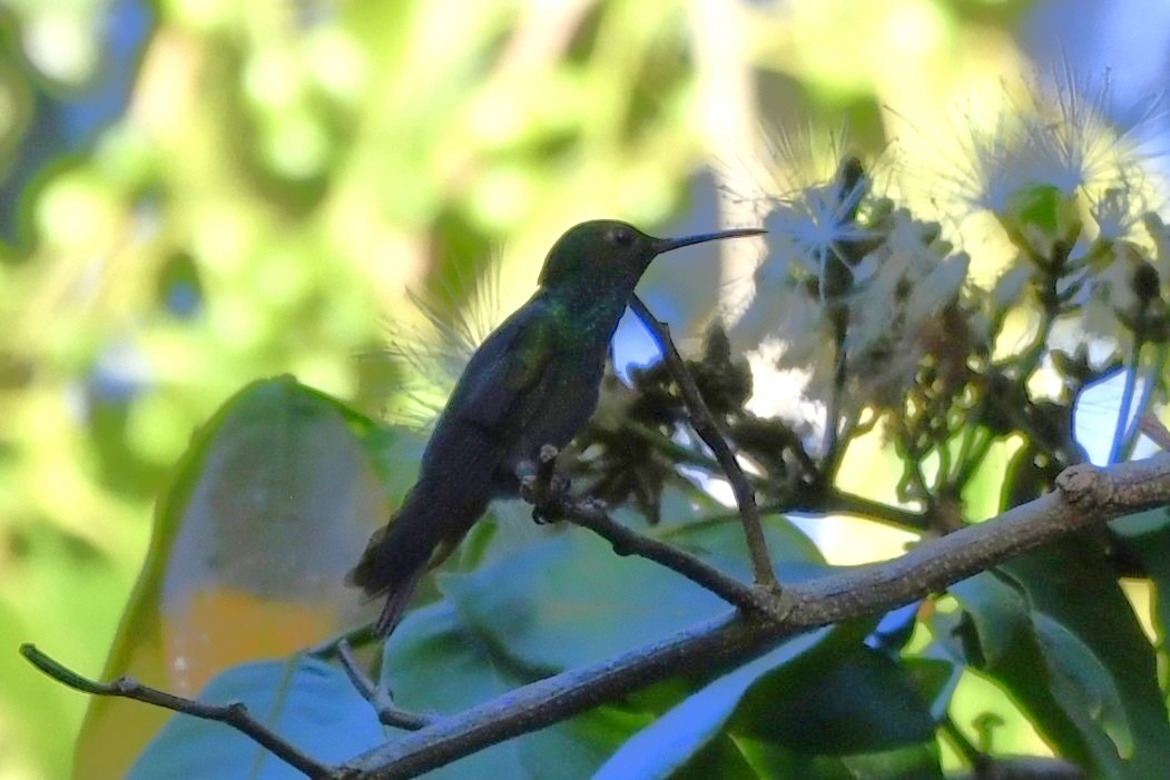 Rufous-tailed Hummingbird - ML644721991