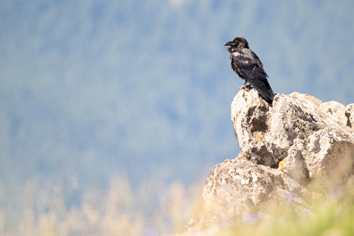 krkavec velký - ML644721994