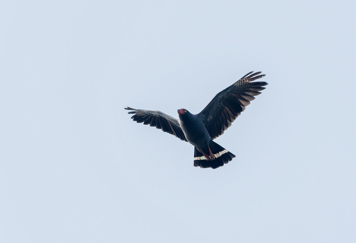 Buse ardoisée - ML644721996