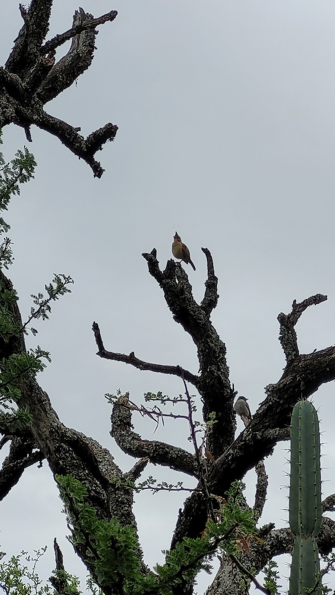 Crested Hornero - ML644722003