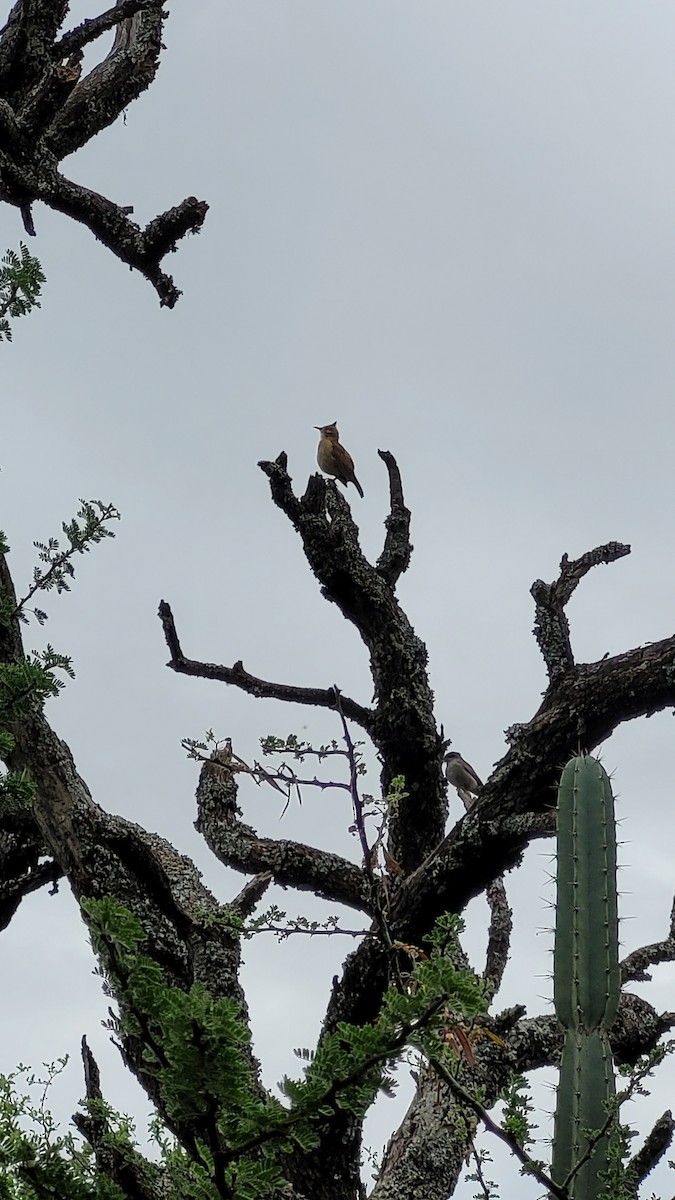 Crested Hornero - ML644722004