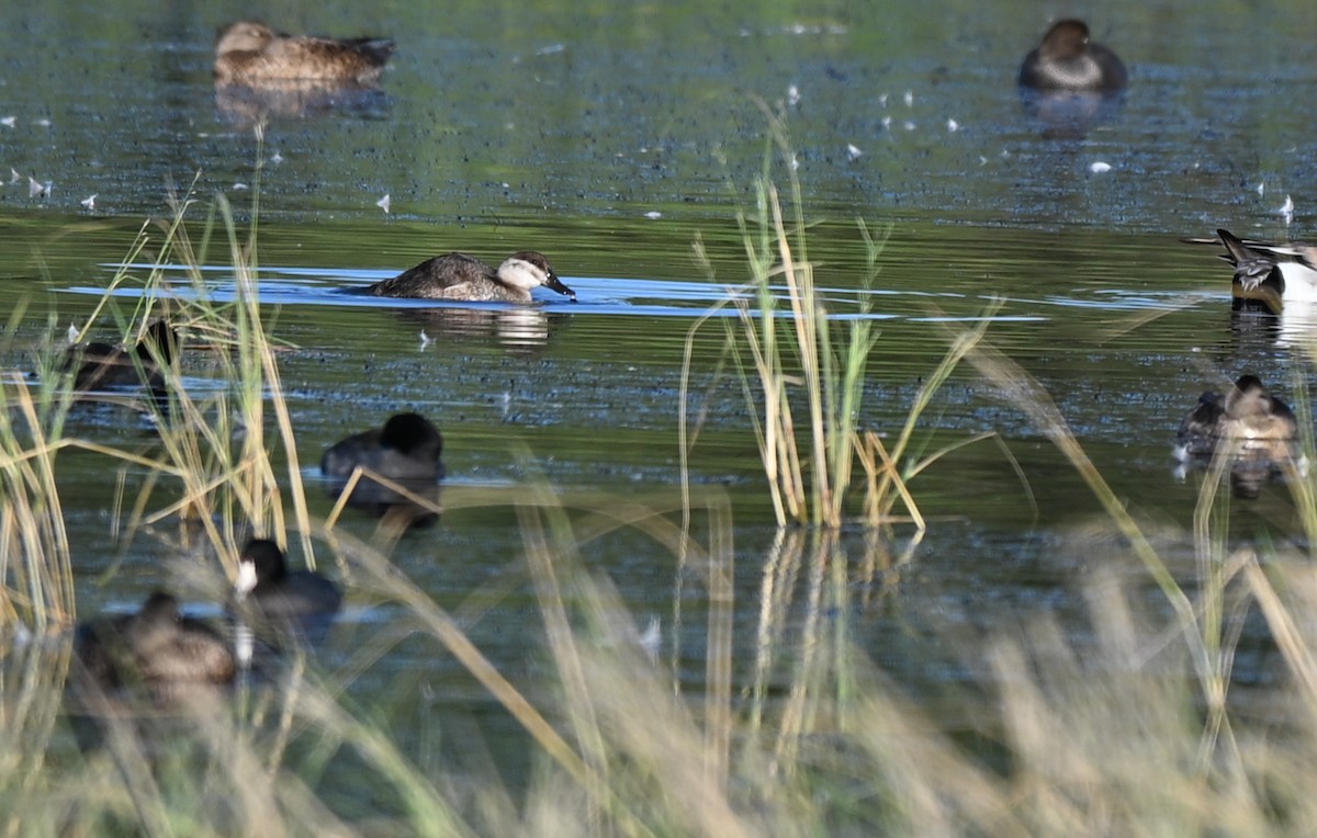 Schwarzkopf-Ruderente - ML644722010