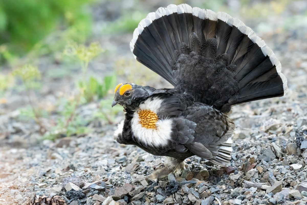 Sooty Grouse - ML644722015