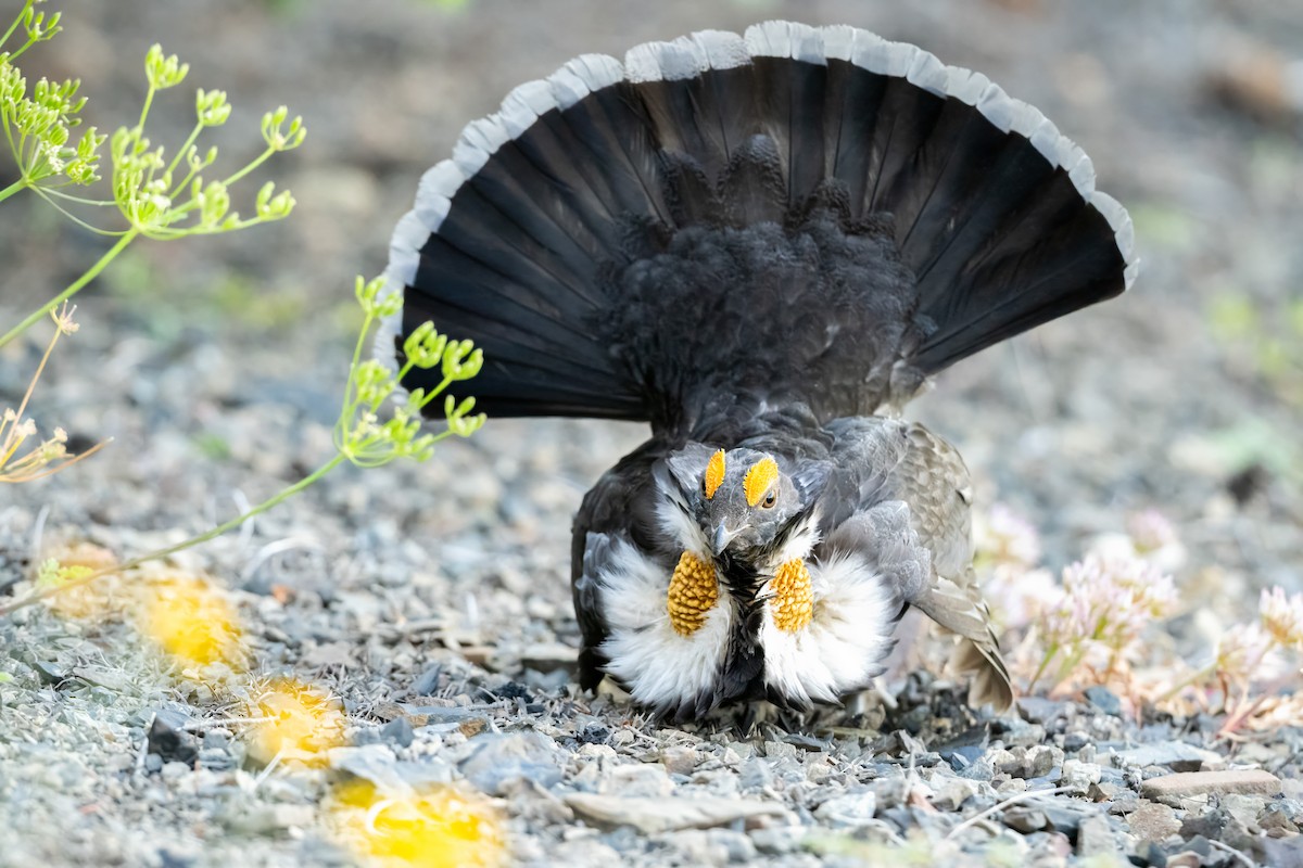 Sooty Grouse - ML644722017