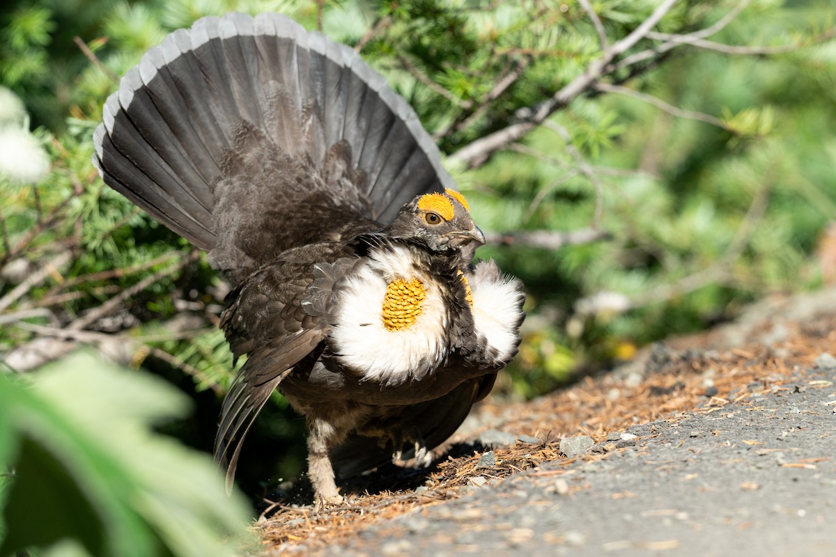 Sooty Grouse - ML644722018