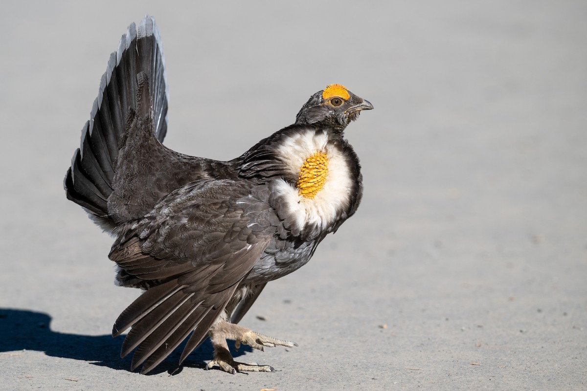 Sooty Grouse - ML644722020