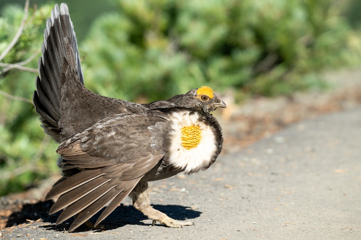 Sooty Grouse - ML644722021