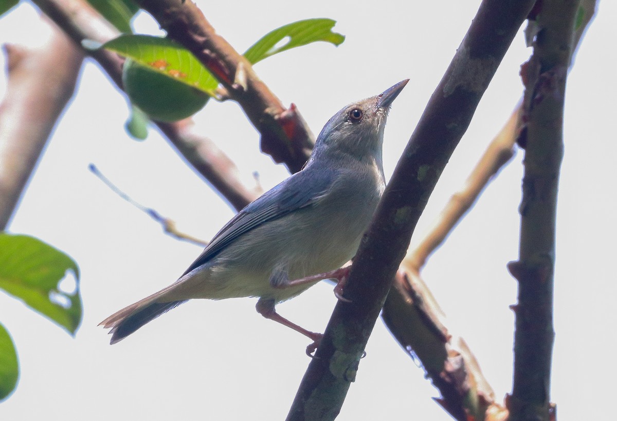 Bicolored Conebill - ML644722032