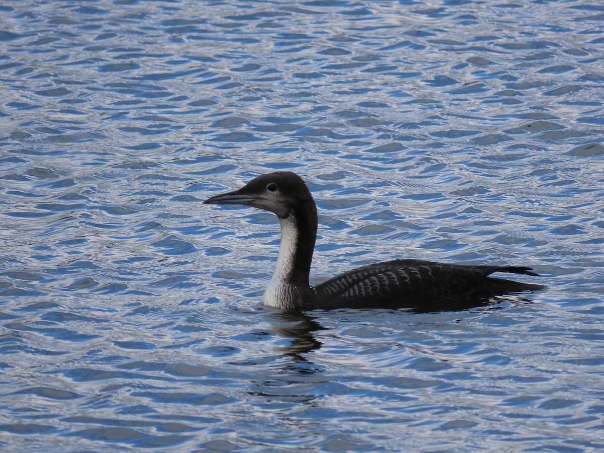 Pacific Loon - ML644722035