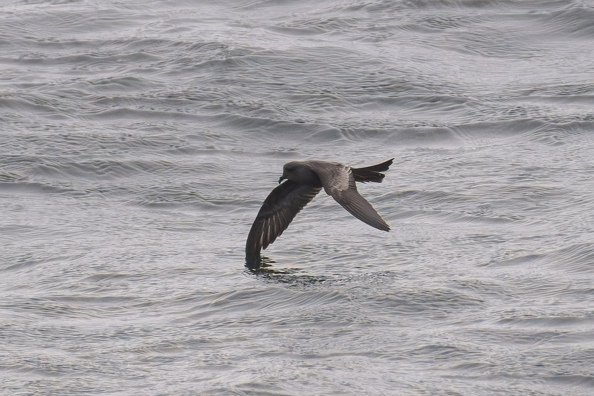 Ashy Storm-Petrel - ML644722040