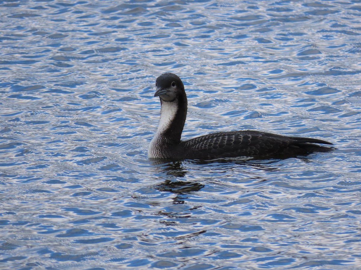 Pacific Loon - ML644722041