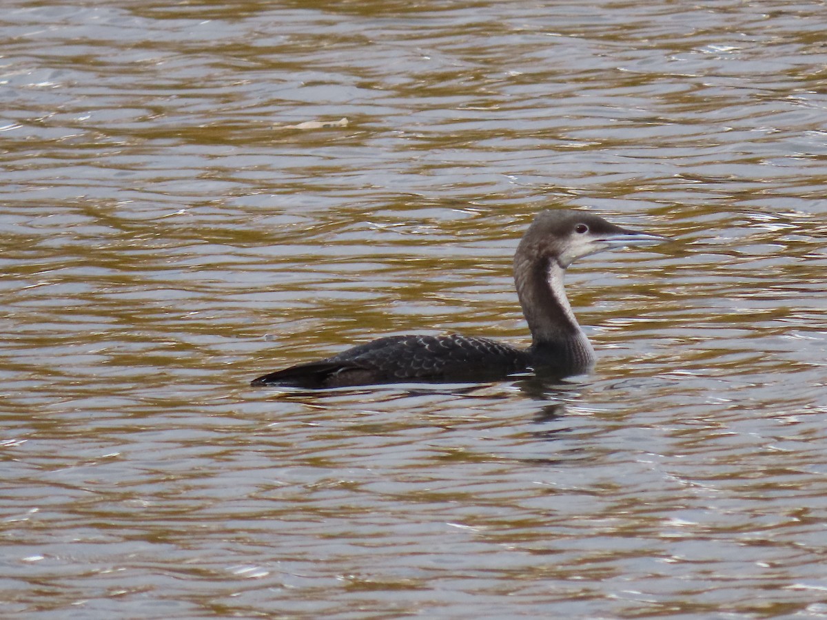Pacific Loon - ML644722049