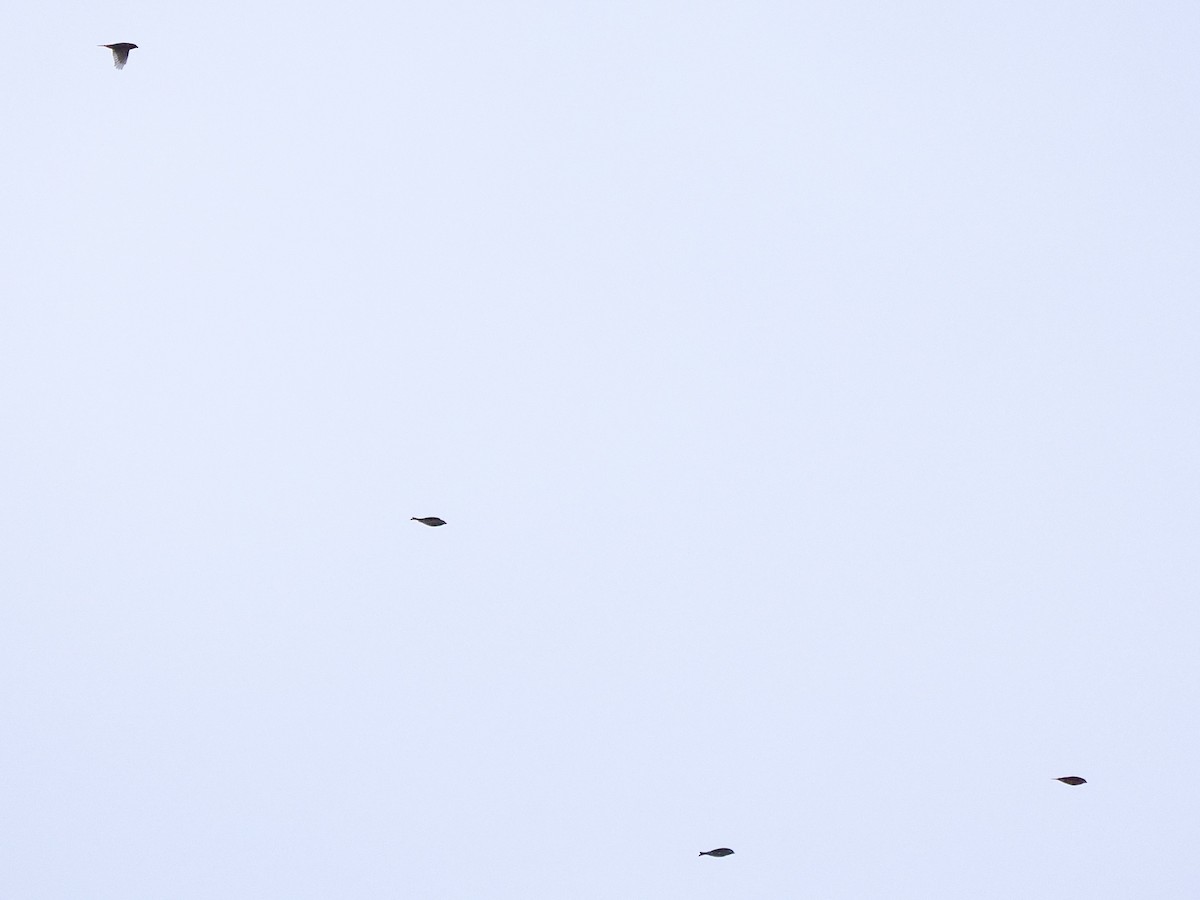 Purple Finch - ML644722050