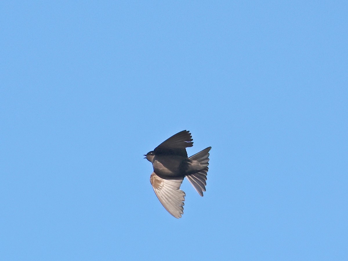 Brown-bellied Swallow - ML644722051