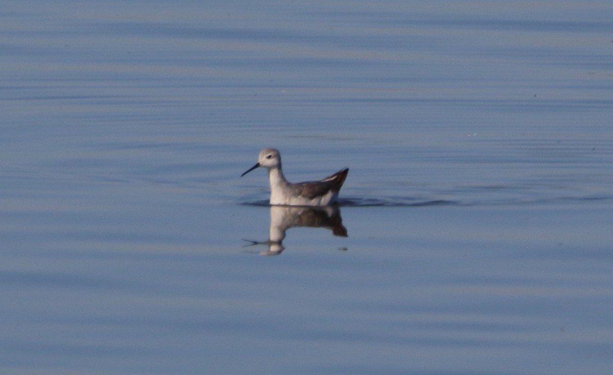 Wilson's Phalarope - ML644722054