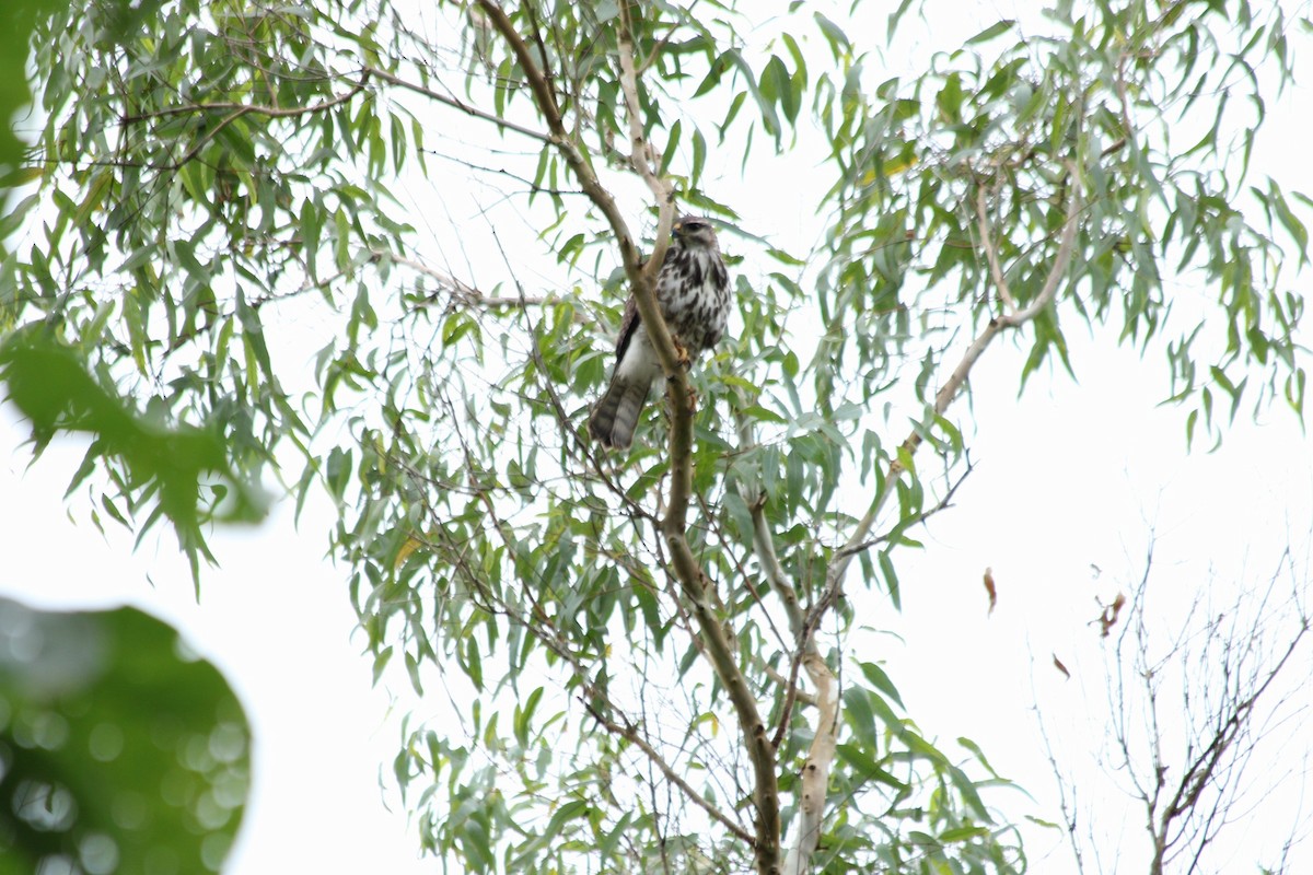 Gray Hawk - ML644722058