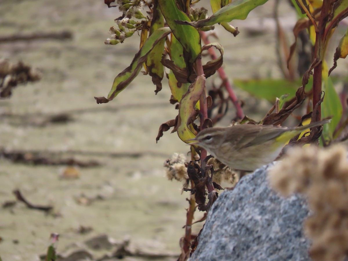 Palm Warbler - ML644722067