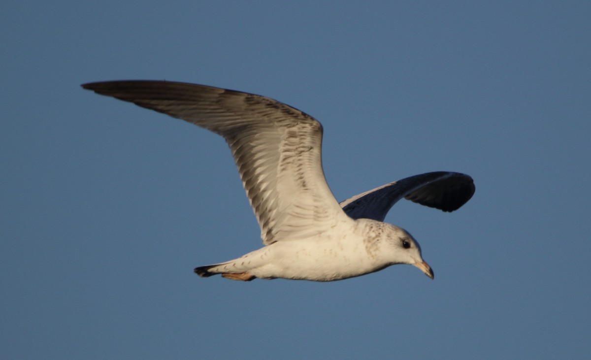 Gavina americana - ML644722068