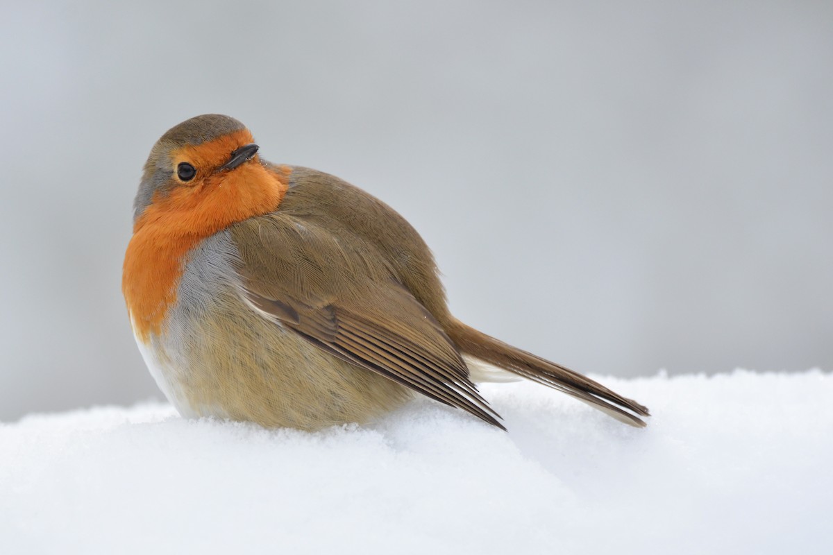 Pettirosso - ML644722071