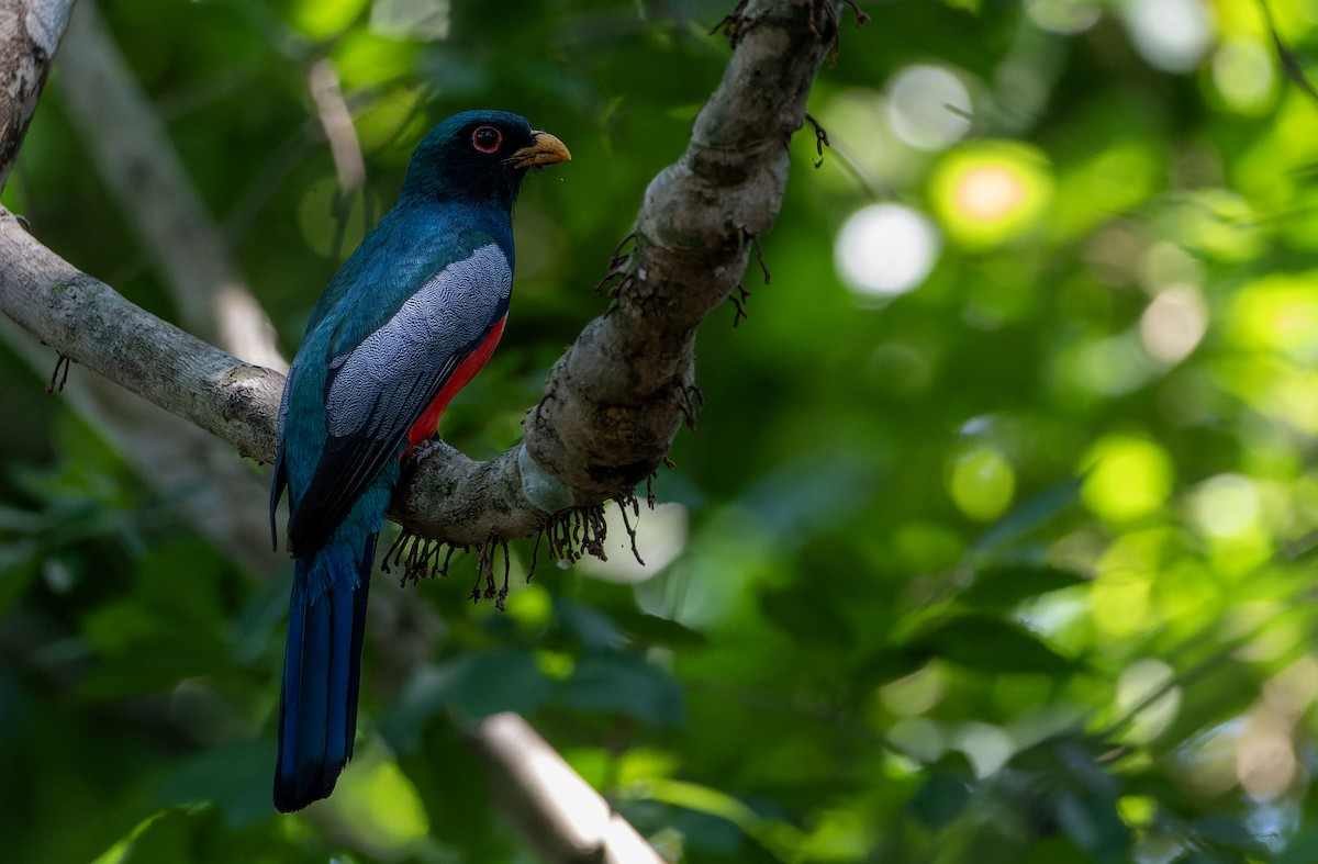 Black-tailed Trogon - ML644722072