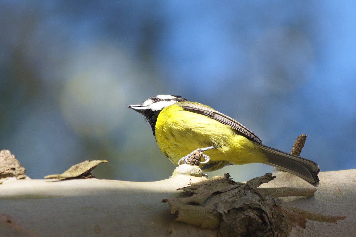 Eastern Shrike-tit - ML644722073