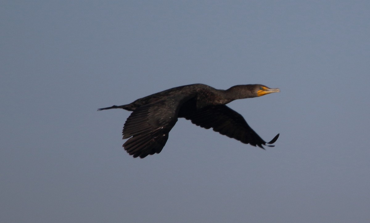 Double-crested Cormorant - ML644722076