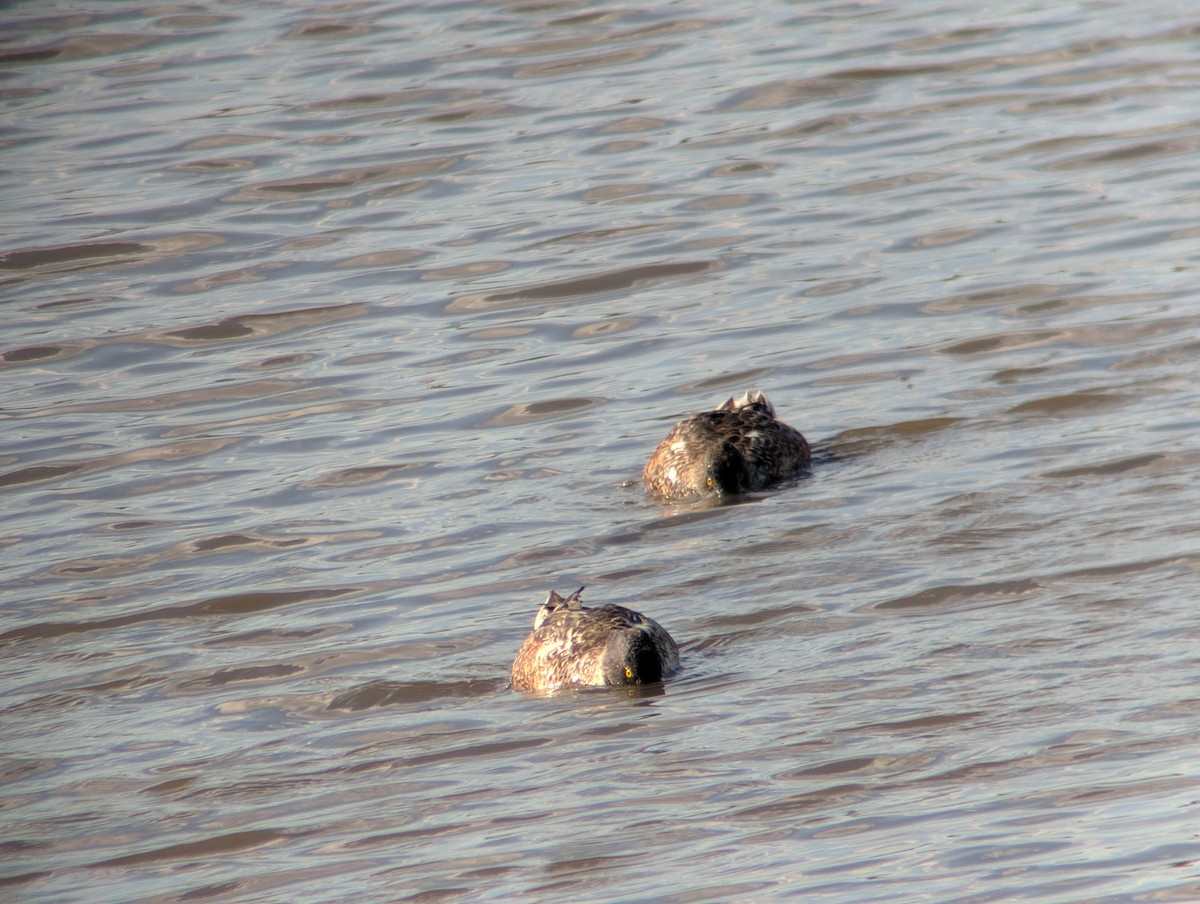 Mestolone - ML644722080