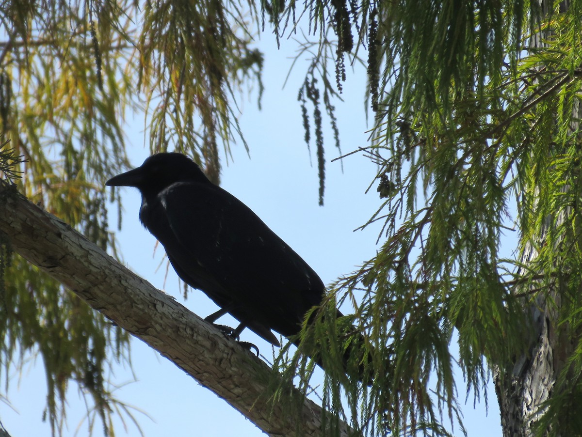 Fish Crow - ML644722081