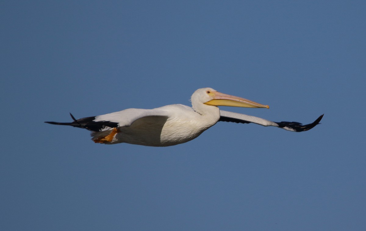 American White Pelican - ML644722082