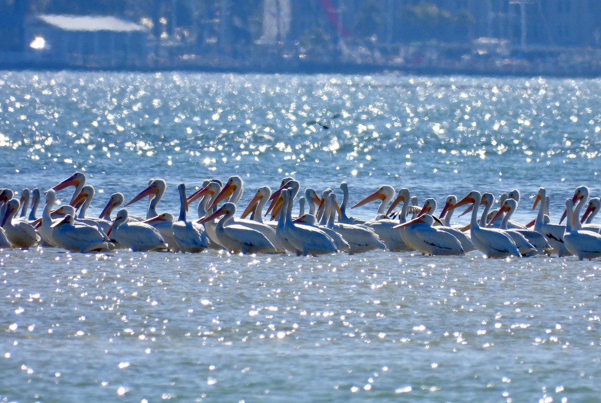 American White Pelican - ML644722083