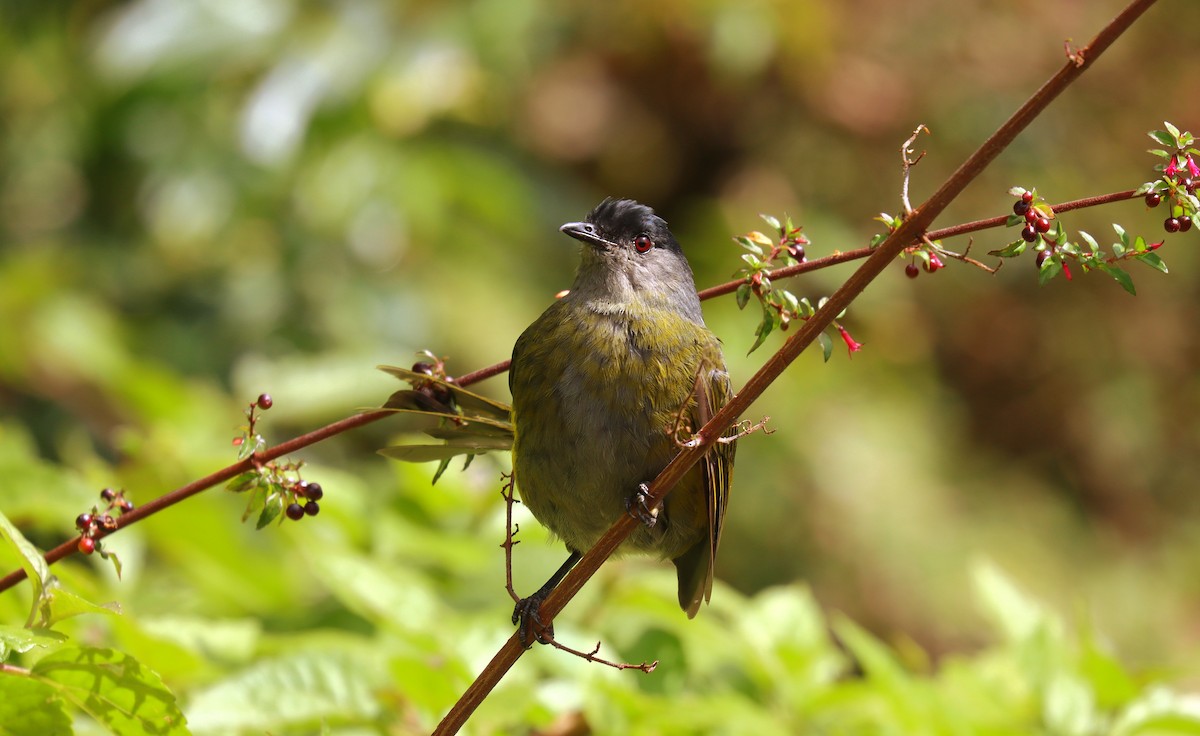 Black-and-yellow Silky-flycatcher - ML644722084